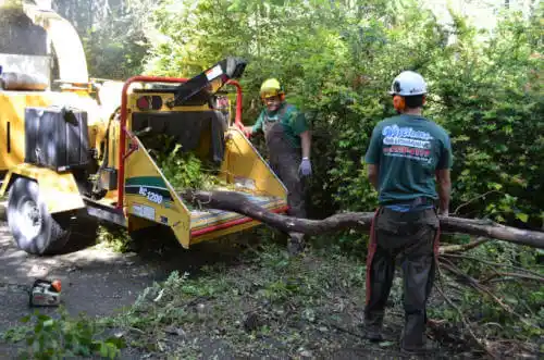 tree services Springville